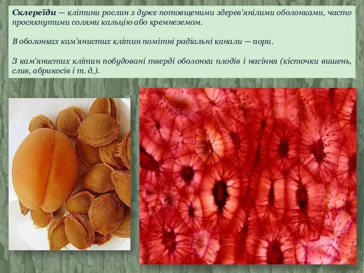 Склереїди — клітини рослин з дуже потовщеними здерев'янілими оболонками, часто