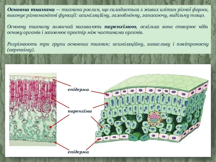 Основна тканина — тканина рослин, що складається з живих клітин