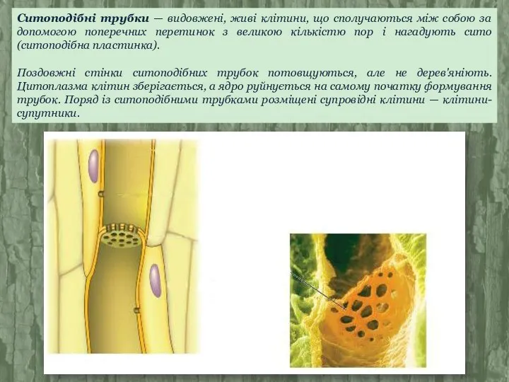 Ситоподібні трубки — видовжені, живі клітини, що сполучаються між собою