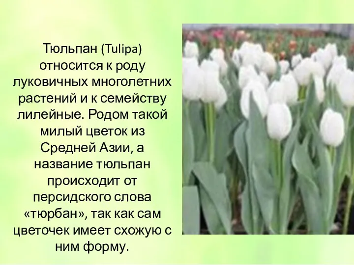 Тюльпан (Tulipa) относится к роду луковичных многолетних растений и к