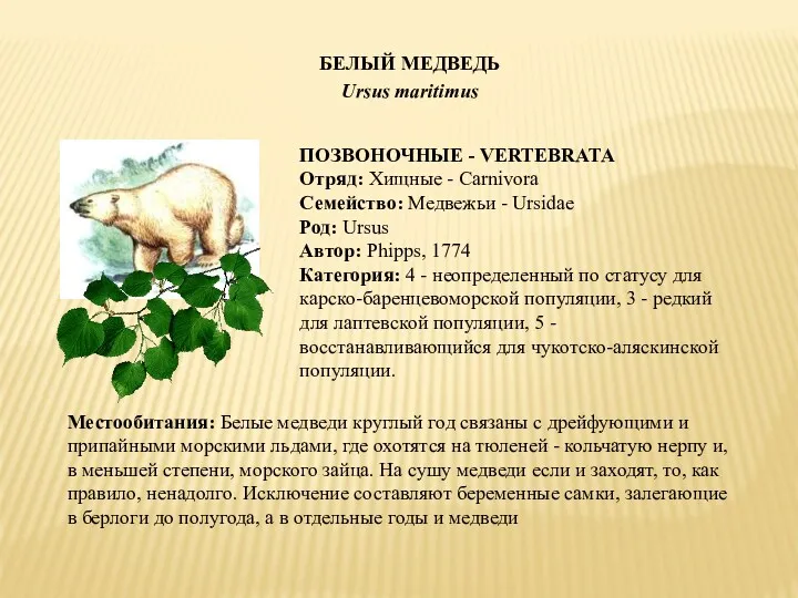 БЕЛЫЙ МЕДВЕДЬ Ursus maritimus ПОЗВОНОЧНЫЕ - VERTEBRATA Отряд: Хищные -