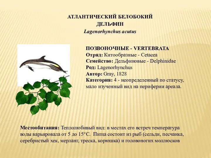 АТЛАНТИЧЕСКИЙ БЕЛОБОКИЙ ДЕЛЬФИН Lagenorhynchus acutus ПОЗВОНОЧНЫЕ - VERTEBRATA Отряд: Китообразные