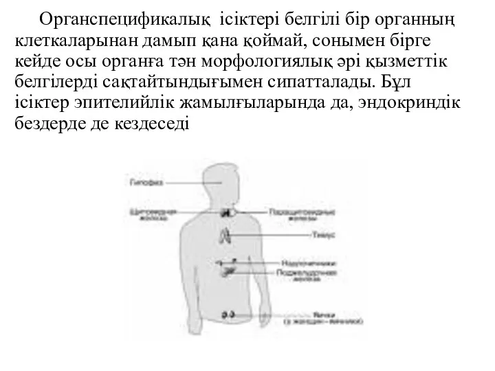 Органспецификалық ісіктері белгілі бір органның клеткаларынан дамып қана қоймай, сонымен