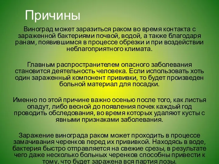 Причины Виноград может заразиться раком во время контакта с зараженной бактериями почвой, водой,