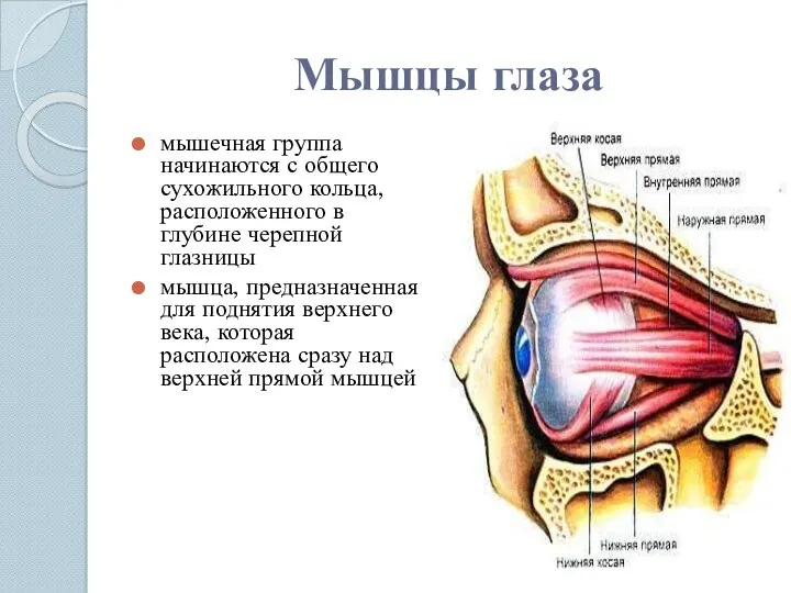 Мышцы глаза мышечная группа начинаются с общего сухожильного кольца, расположенного