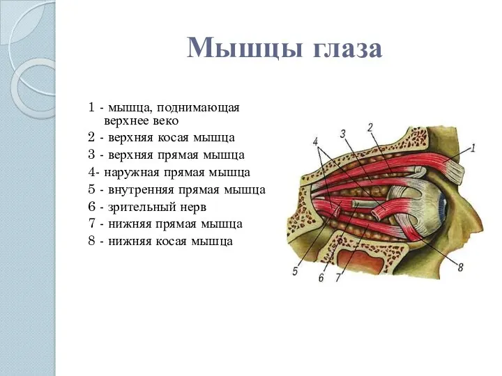 Мышцы глаза 1 - мышца, поднимающая верхнее веко 2 -