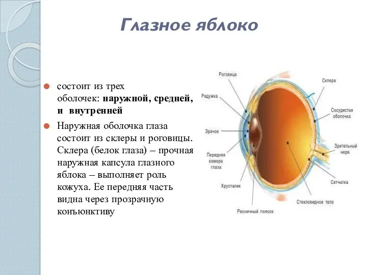Глазное яблоко состоит из трех оболочек: наружной, средней, и внутренней