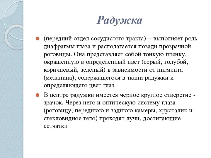 Радужка (передний отдел сосудистого тракта) – выполняет роль диафрагмы глаза