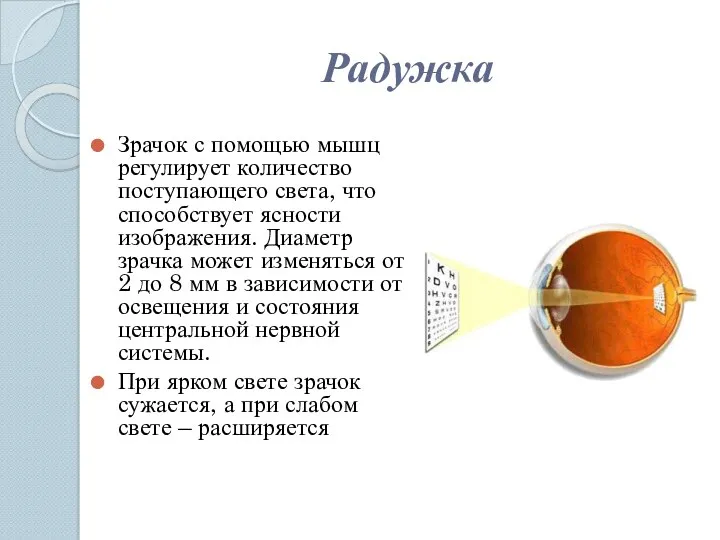 Радужка Зрачок с помощью мышц регулирует количество поступающего света, что