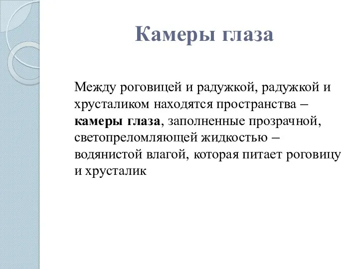 Камеры глаза Между роговицей и радужкой, радужкой и хрусталиком находятся