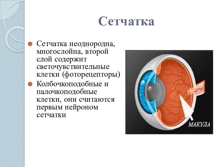 Сетчатка Сетчатка неоднородна, многослойна, второй слой содержит светочувствительные клетки (фоторецепторы)