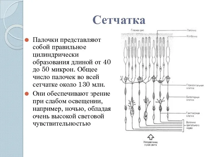 Сетчатка Палочки представляют собой правильное цилиндрически образования длиной от 40