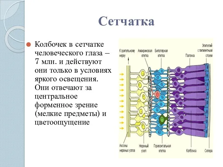 Сетчатка Колбочек в сетчатке человеческого глаза – 7 млн. и