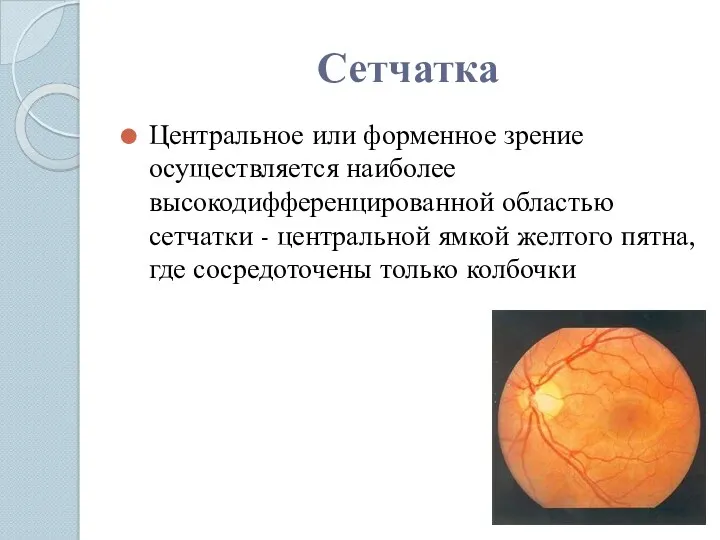 Сетчатка Центральное или форменное зрение осуществляется наиболее высокодифференцированной областью сетчатки