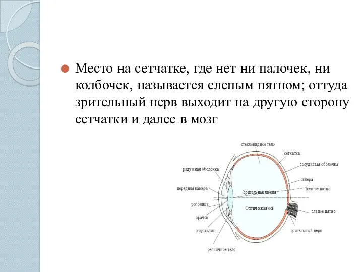 Место на сетчатке, где нет ни палочек, ни колбочек, называется