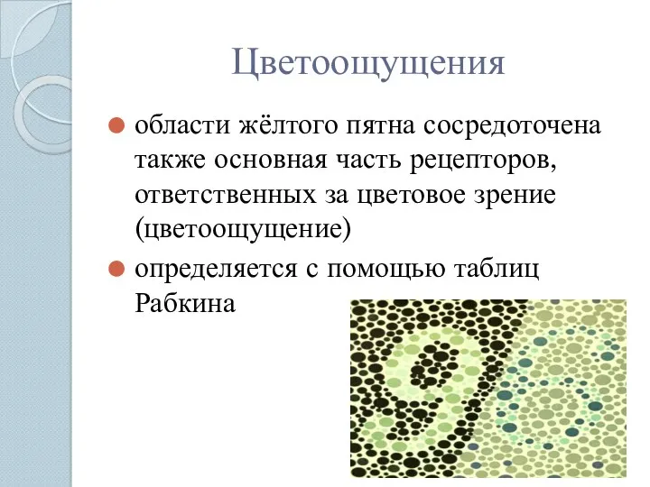 Цветоощущения области жёлтого пятна сосредоточена также основная часть рецепторов, ответственных