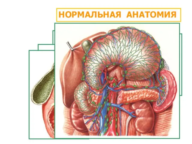 НОРМАЛЬНАЯ АНАТОМИЯ