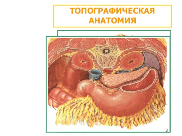 ТОПОГРАФИЧЕСКАЯ АНАТОМИЯ