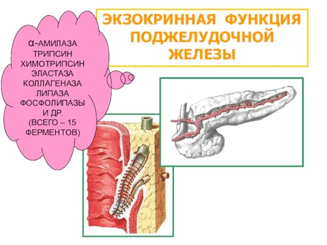 ЭКЗОКРИННАЯ ФУНКЦИЯ ПОДЖЕЛУДОЧНОЙ ЖЕЛЕЗЫ α-АМИЛАЗА ТРИПСИН ХИМОТРИПСИН ЭЛАСТАЗА КОЛЛАГЕНАЗА ЛИПАЗА