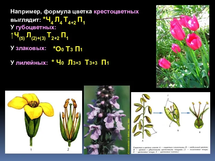 Например, формула цветка крестоцветных выглядит: *Ч4 Л4 Т4+2 П1 У