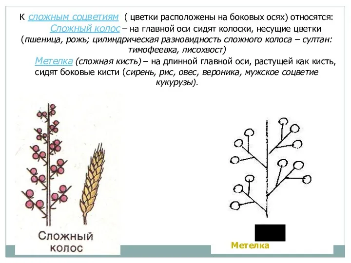 К сложным соцветиям ( цветки расположены на боковых осях) относятся: