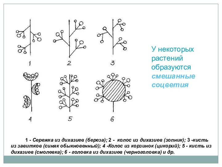 У некоторых растений образуются смешанные соцветия 1 - Сережка из