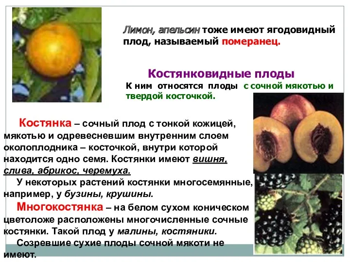 Лимон, апельсин тоже имеют ягодовидный плод, называемый померанец. Костянка –