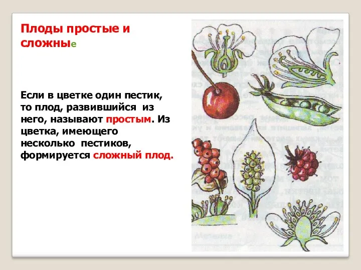Плоды простые и сложные Если в цветке один пестик, то