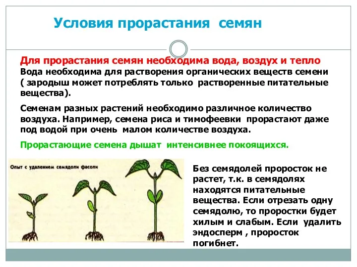 Условия прорастания семян Для прорастания семян необходима вода, воздух и