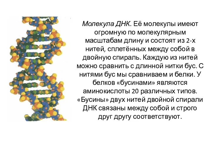 Молекула ДНК. Её молекулы имеют огромную по молекулярным масштабам длину