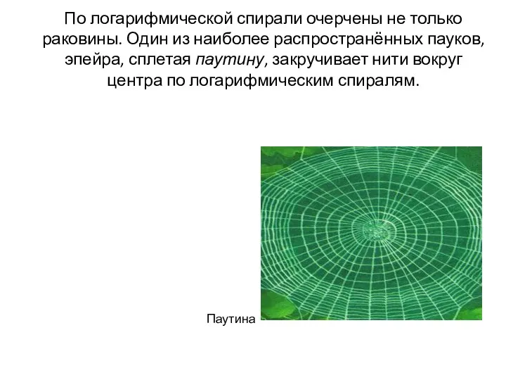 По логарифмической спирали очерчены не только раковины. Один из наиболее