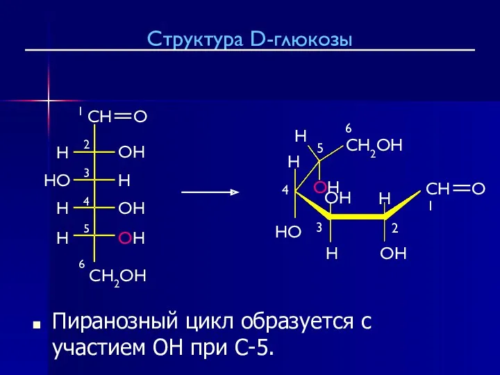 Пиранозный цикл образуется с участием OH при C-5. Структура D-глюкозы