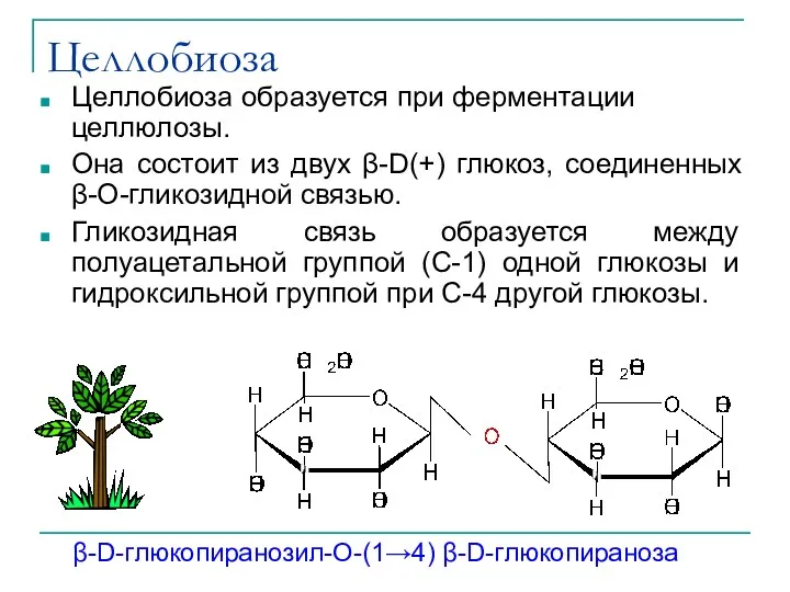 Целлобиоза Целлобиоза образуется при ферментации целлюлозы. Она состоит из двух