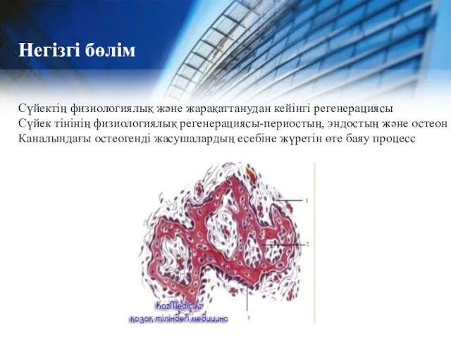 Негізгі бөлім Сүйектің физиологиялық және жарақаттанудан кейінгі регенерациясы Сүйек тінінің физиологиялық регенерациясы-периостың, эндостың