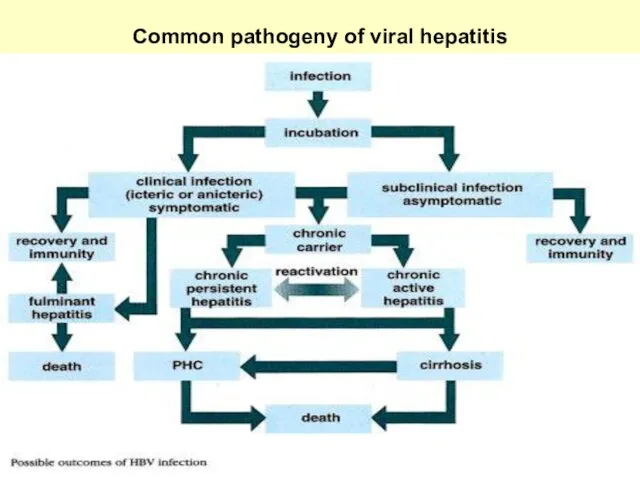 Common pathogeny of viral hepatitis