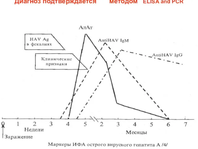 Диагноз подтверждается методом ELISA and PCR