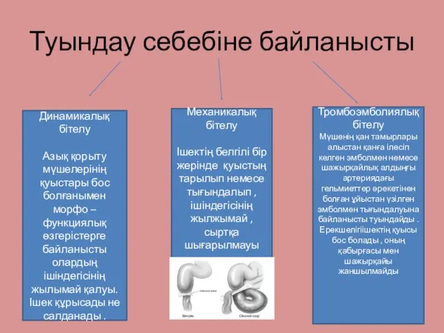 Туындау себебіне байланысты Динамикалық бітелу Азық қорыту мүшелерінің қуыстары бос