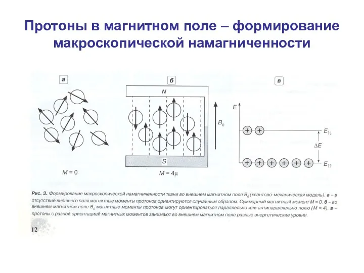 Протоны в магнитном поле – формирование макроскопической намагниченности