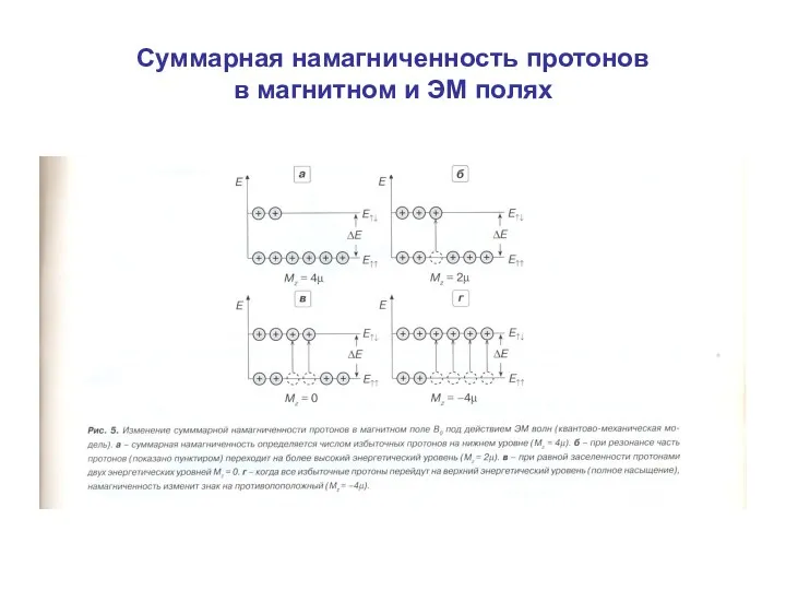 Суммарная намагниченность протонов в магнитном и ЭМ полях