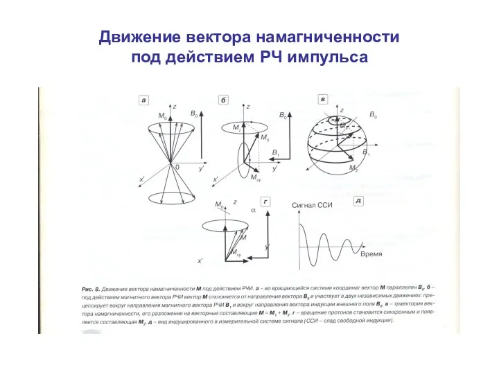 Движение вектора намагниченности под действием РЧ импульса