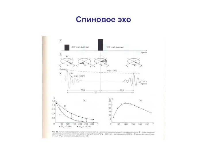 Спиновое эхо