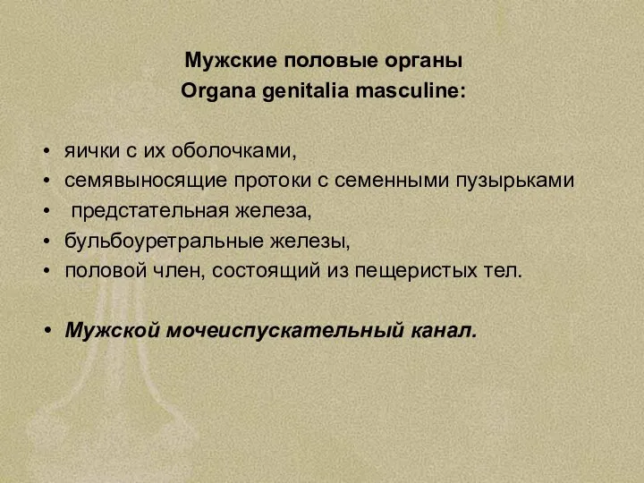Мужские половые органы Organa genitalia masculine: яички с их оболочками, семявыносящие протоки с