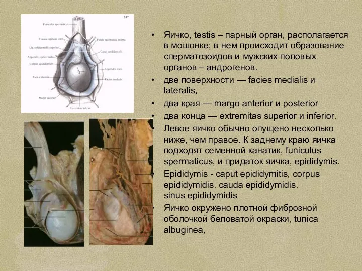 Яичко, testis – парный орган, располагается в мошонке; в нем происходит образование сперматозоидов