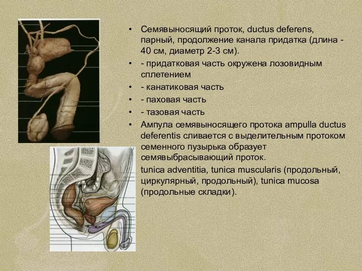 Семявыносящий проток, ductus deferens, парный, продолжение канала придатка (длина -