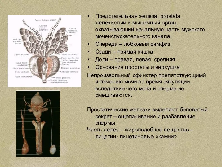 Предстательная железа, prostata железистый и мышечный орган, охватывающий начальную часть