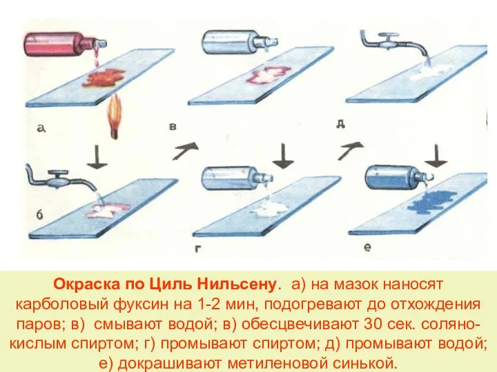 Окраска по Циль Нильсену. а) на мазок наносят карболовый фуксин