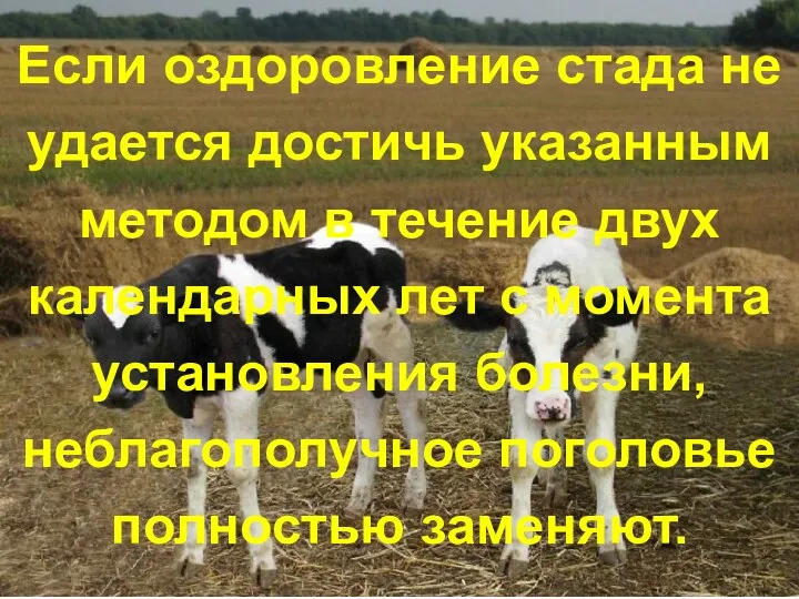 Если оздоровление стада не удается достичь указанным методом в течение