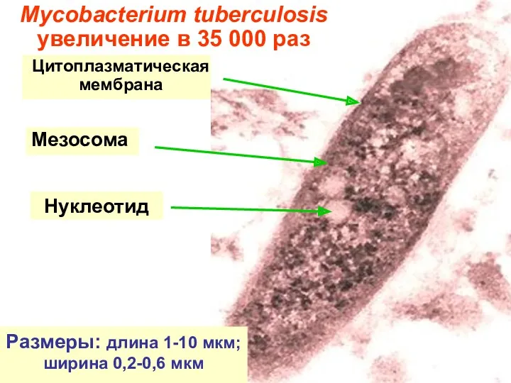 Нуклеотид Мезосома Цитоплазматическая мембрана Mycobacterium tuberculosis увеличение в 35 000