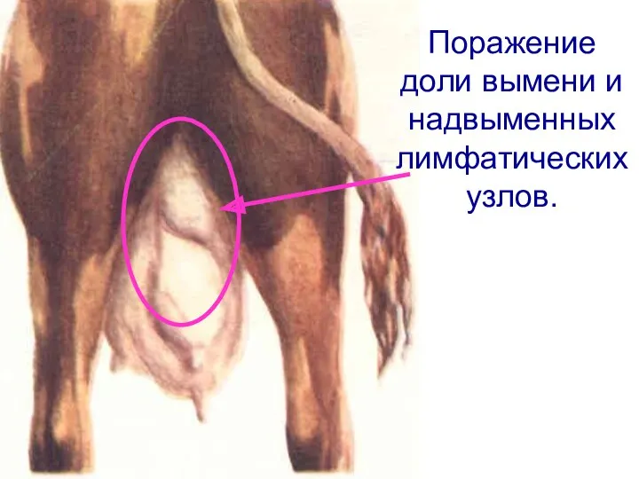 Поражение доли вымени и надвыменных лимфатических узлов.