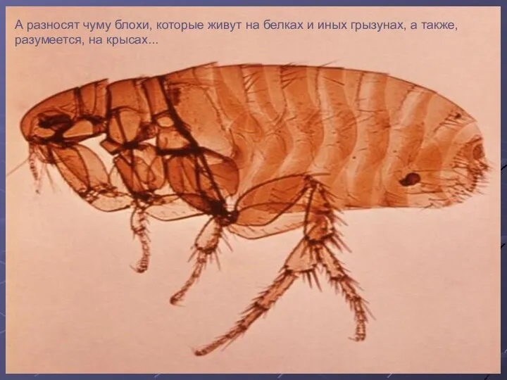 А разносят чуму блохи, которые живут на белках и иных грызунах, а также, разумеется, на крысах...